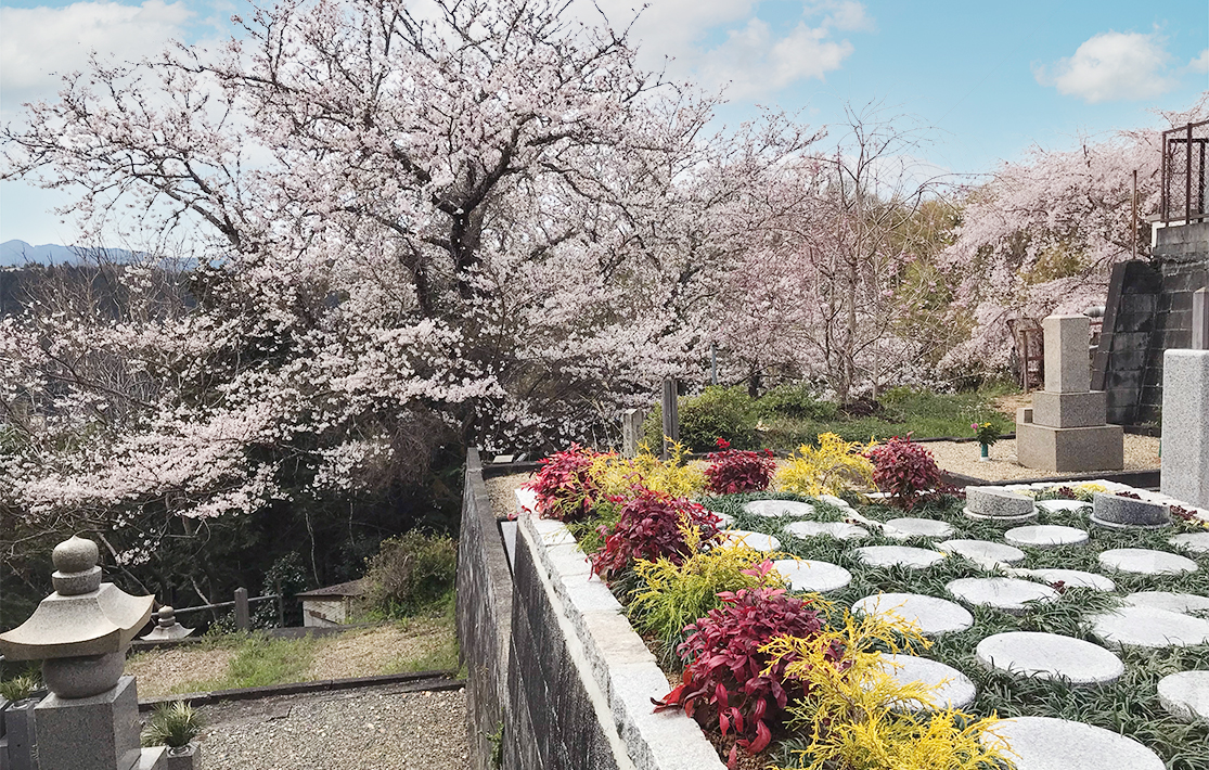 奈良吉野さくら樹木葬墓地 桜の木