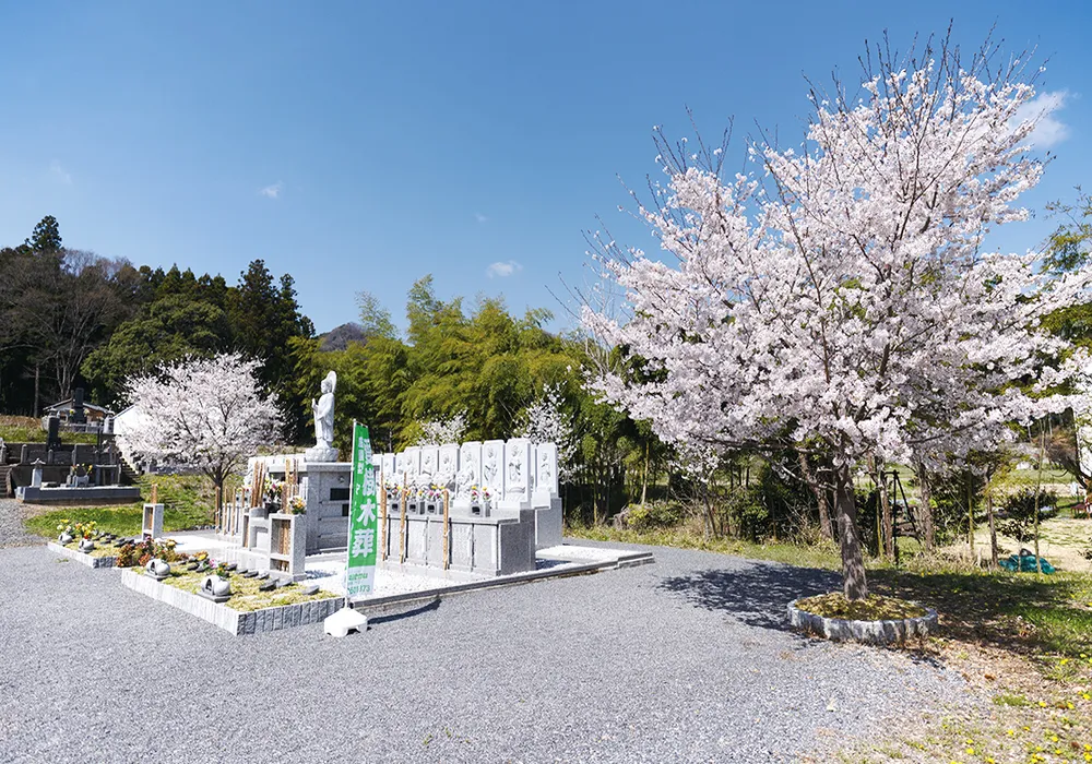 佐野樹木葬墓地 桜