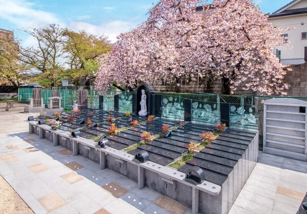 妙正寺(千葉県市川市) 桜満開 永代供養付樹木葬「自然想 やすらぎの樹石」